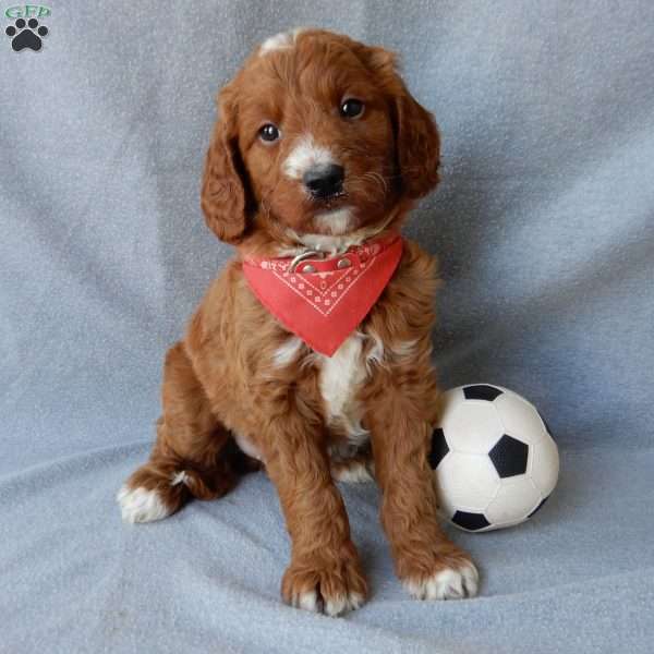 Leo (medium), Goldendoodle Puppy